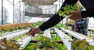 urban farming